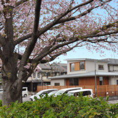 Cherry blossom tree in full bloom over a suburban street with modern homes and parked vans in the background.