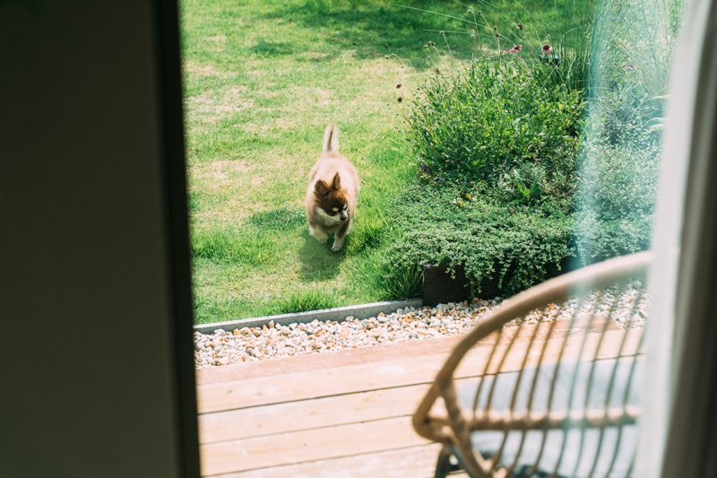 滋賀県の平屋のお庭で遊ぶ愛犬