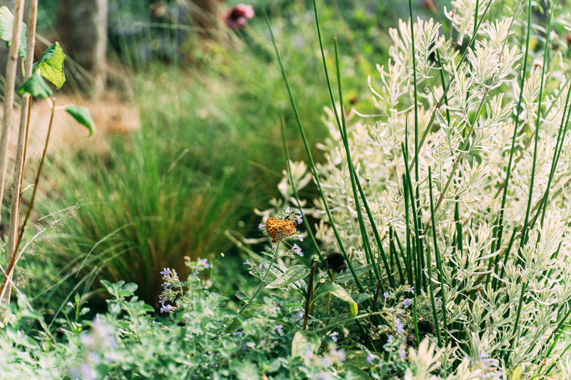 滋賀県の平屋のお庭のハーブ