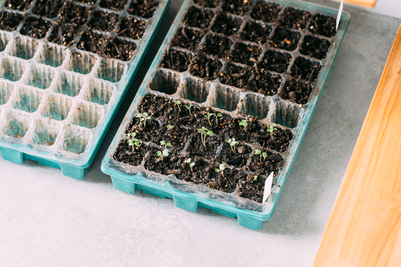 滋賀県の平屋で苗を育てる室内土間
