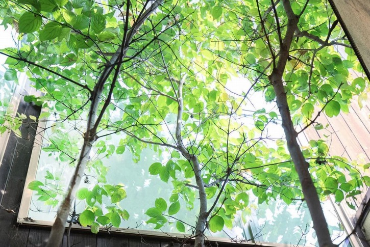 滋賀で注文住宅を建てる工務店のiKKAダイコーホームの中庭の木