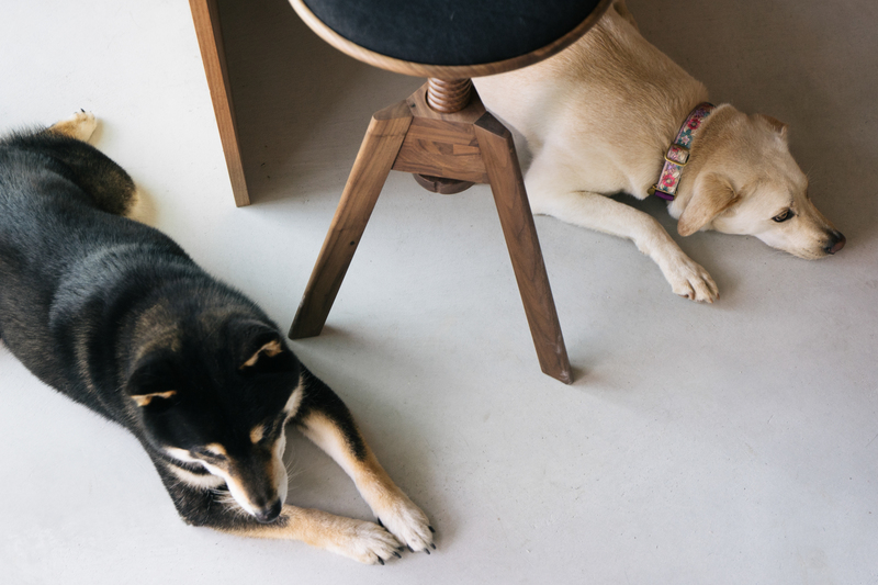 愛犬の体温調節におすすめの土間の床