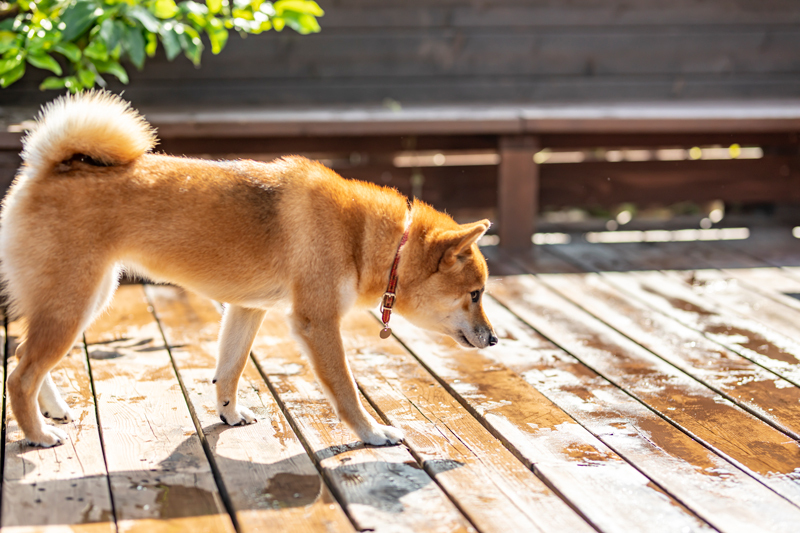 ウッドデッキで外の匂いを嗅ぐ犬