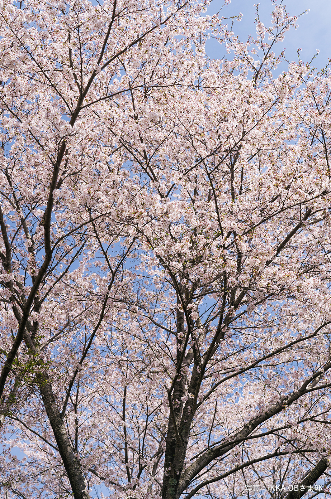 お花見を楽しめる庭の桜