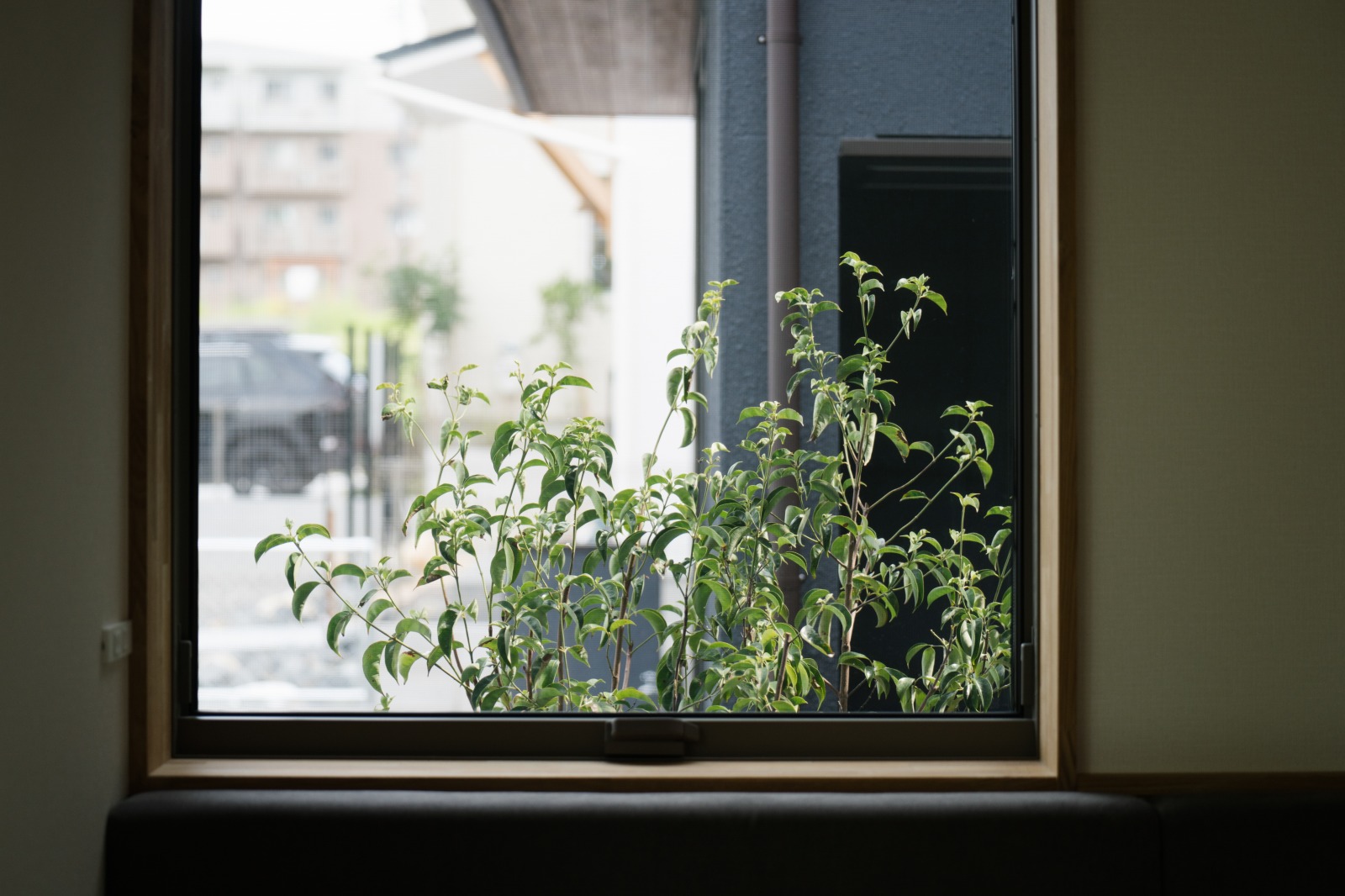 滋賀県の畳リビングのある家の窓辺の木