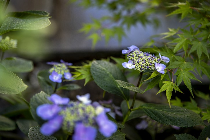 滋賀県大津市の完成見学会のお家の中庭に植えられたアジサイ