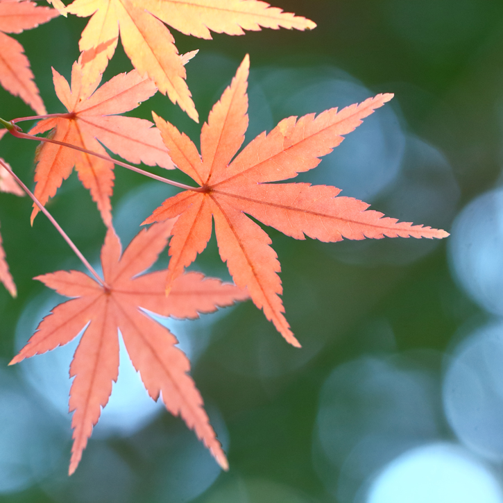 滋賀で自然素材の家なら工務店のiKKAダイコーホームの落葉樹で四季を感じるイメージ