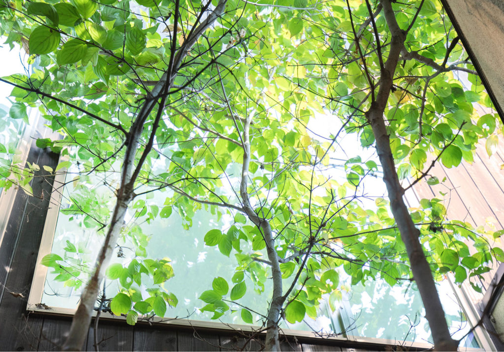 滋賀で注文住宅を建てる工務店のiKKAダイコーホームが建てた家に植えられた木と自然光