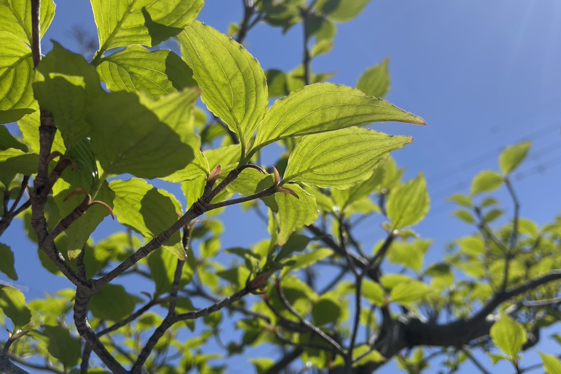 澄み切った青空を背景に、木々の枝に生える鮮やかな緑の葉をクローズアップで捉えた写真。空には太陽の光が差し込んでいる。