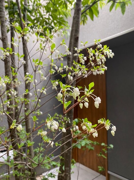 滋賀で注文住宅を建てる工務店のiKKAダイコーホームの花が咲いた落葉樹