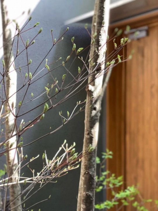 滋賀で注文住宅を建てる工務店のiKKAダイコーホームの新芽がついた落葉樹